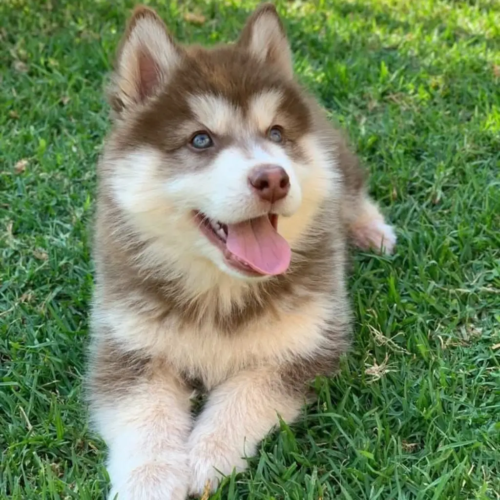 Pomsky rojo: fotografía real compartida por Pomsky Colombia
