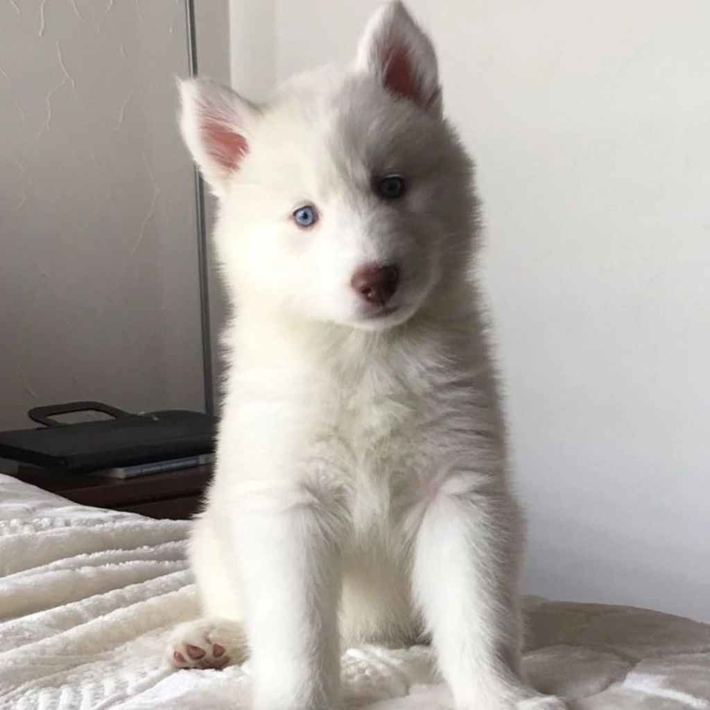 Pomsky blanco: fotografía real compartida por Pomsky Colombia