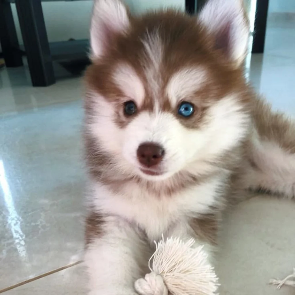 Pomsky blanco con café: fotografía real compartida por Pomsky Colombia