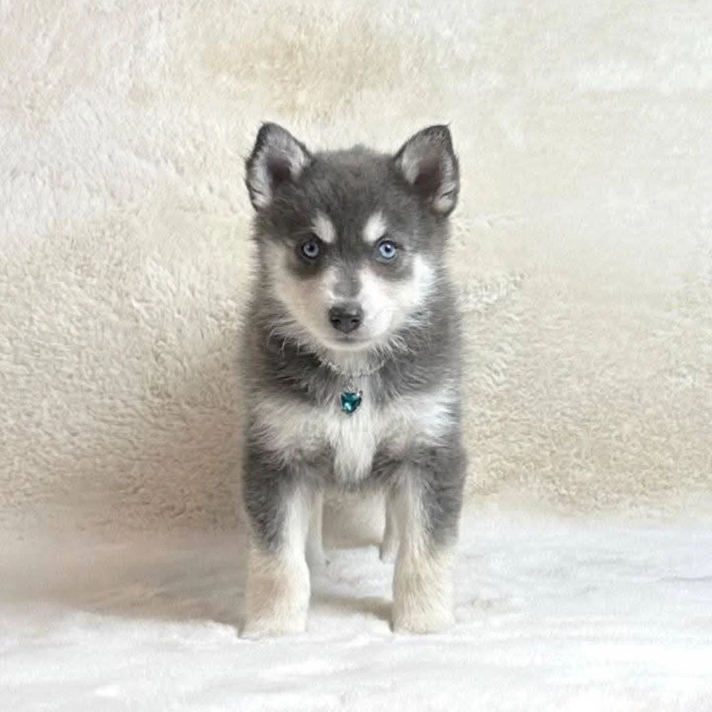 Pomsky gris: fotografía real compartida por Pomsky Colombia