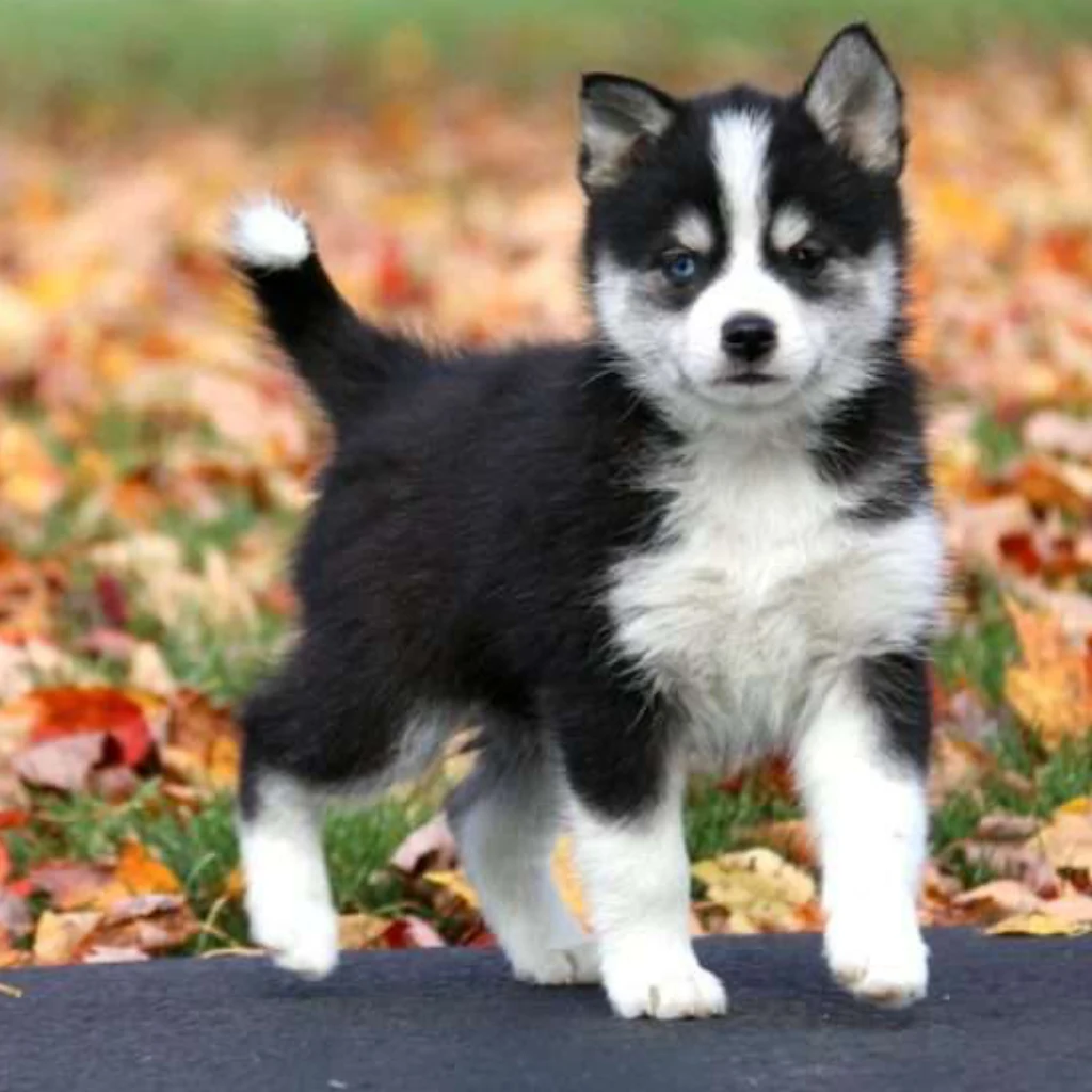 Pomsky negro: fotografía real compartida por Pomsky Colombia
